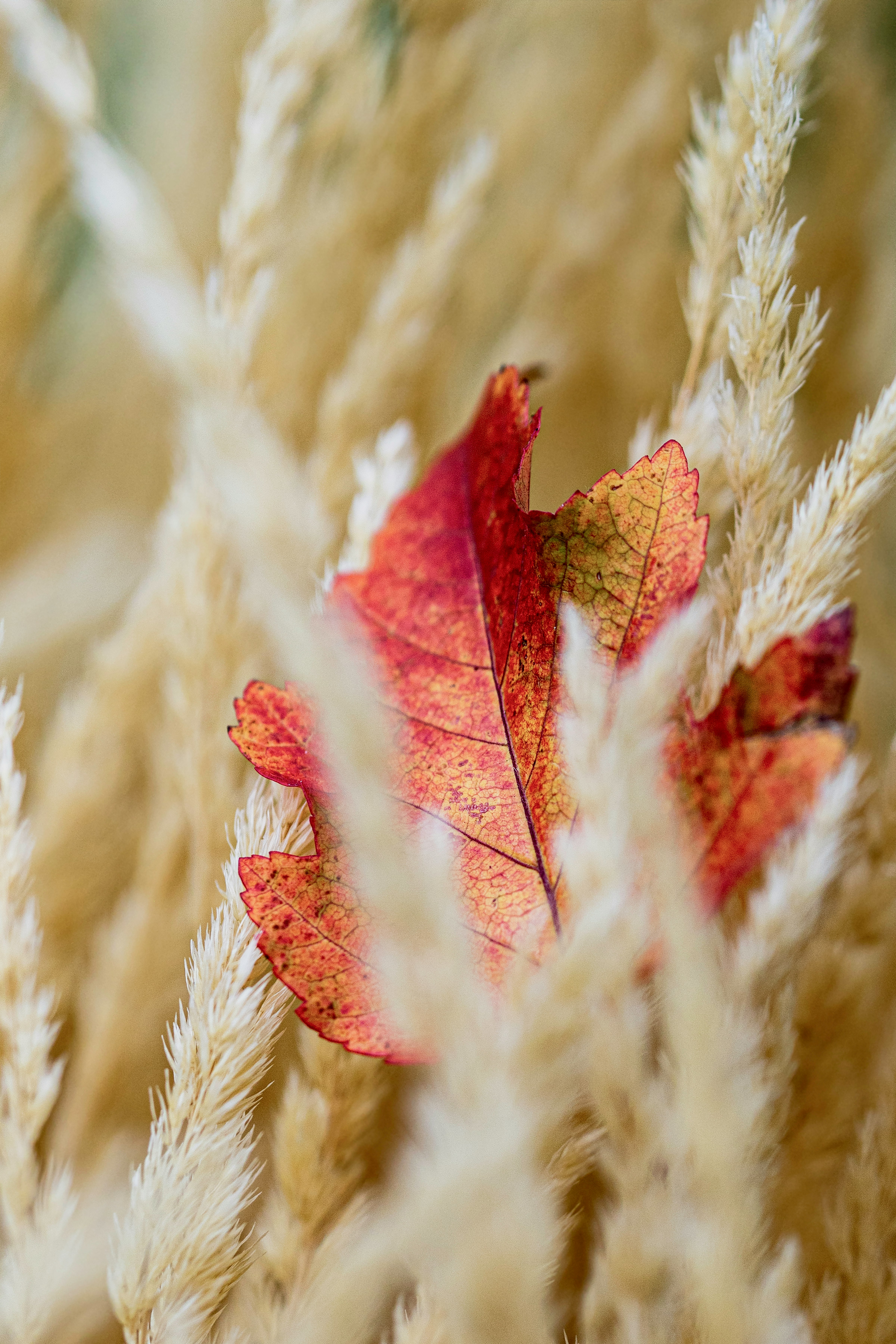 red and brown maple leaf